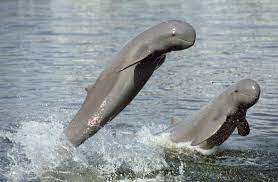 dolphins in mekong