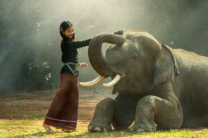 Elephant Valley Project